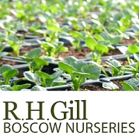 Boscow Nurseries Ltd (R H Gill) 1107989 Image 3