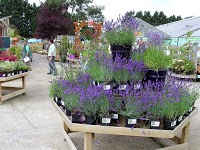 Thompsons Plant and Garden Centre 1115454 Image 3