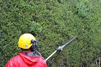 Top Tree Services 1115632 Image 7