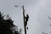 Top Tree Services 1115632 Image 9