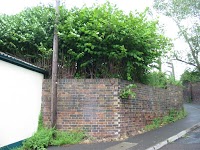 Wise Knotweed Solutions   Kinross 1109988 Image 0