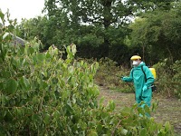 Wise Knotweed Solutions   Kinross 1109988 Image 2