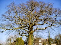 Woodleigh Tree Surgeons 1118684 Image 1