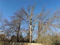 A1 Tree Specialists 1115366 Image 2