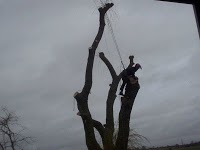 A1 Tree Specialists 1115366 Image 3