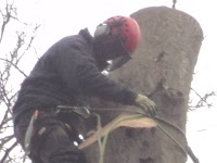 A1 Tree Specialists 1115366 Image 5