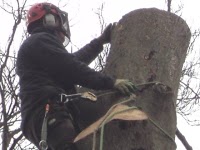 A1 Tree Specialists 1115366 Image 7