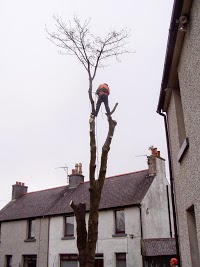 Aberdeen Area Tree Surgeons 1121219 Image 9