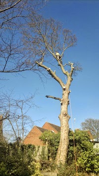 Absolute Tree Care llp 1105200 Image 0