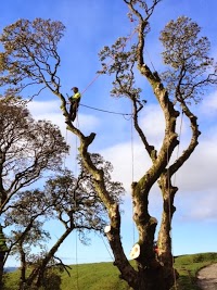 Acorn Tree Services Tree Surgeon Cumbria Tel. 07771680919 1130793 Image 2