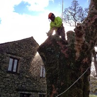 Acorn Tree Services Tree Surgeon Cumbria Tel. 07771680919 1130793 Image 7