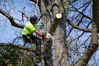 Ancell Arboriculture 1110298 Image 0