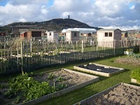 Ards Allotments 1108767 Image 1