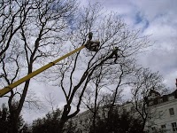 Aspen Professional Tree Care 1119335 Image 2
