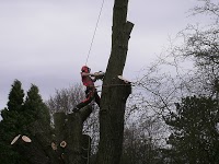 B and B Tree Specialists 1114037 Image 8