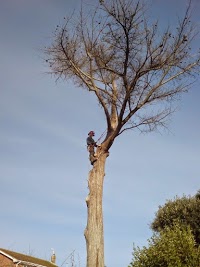 BC TREE SERVICES   Barnaby Coleman 1112468 Image 2