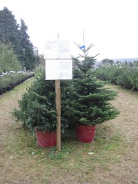 Badger Hill Christmas Tree Farm 1118167 Image 8