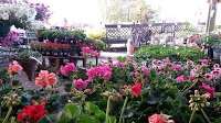 Bay View Garden Centre and Potting Shed Cafe 1106978 Image 5
