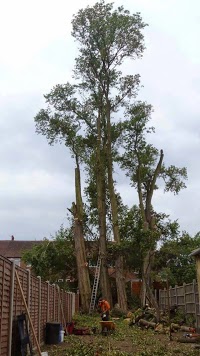 Beddow Tree Specialists   Quality Tree Care 1112628 Image 0