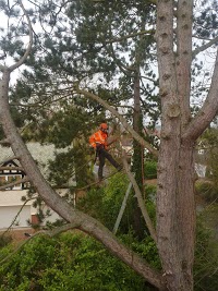Beddow Tree Specialists   Quality Tree Care 1112628 Image 2