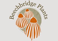Beechbridge Plants 1126669 Image 1
