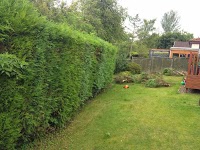Beechwood Tree Surgery and Fencing 1103710 Image 2