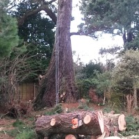 Beechwood Tree and Hedge Service 1110397 Image 2