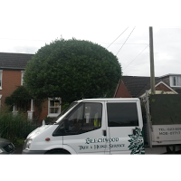 Beechwood Tree and Hedge Service 1110397 Image 4