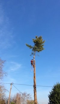 Beowulf Arboriculture 1119265 Image 3