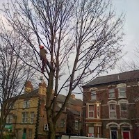 Big Tree Liverpool 1113710 Image 7