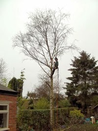 Birches Tree Surgery 1108094 Image 2