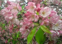 Blossoming Gardens 1107246 Image 0