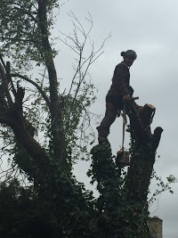 Branching Out Tree Services Oxford 1122858 Image 9