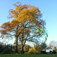 Branching Out tree services 1118254 Image 0