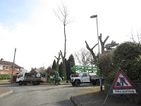 Branching Out tree services 1118254 Image 1