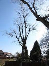 Branching Out tree services 1118254 Image 9