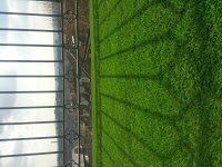 Bristol artificial grass 1110167 Image 3