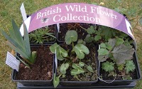 British Wild Flower Plants 1126393 Image 3