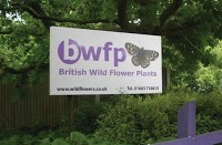 British Wild Flower Plants 1126393 Image 4