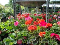Bunkers Hill Nursery and Flower Shop 1124238 Image 1