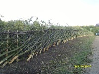 C.E.L HEDGE and TREE SPECIALIST 1129614 Image 1