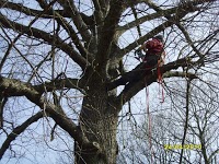 C.E.L HEDGE and TREE SPECIALIST 1129614 Image 8