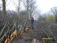 C.E.L HEDGE and TREE SPECIALIST 1129614 Image 9