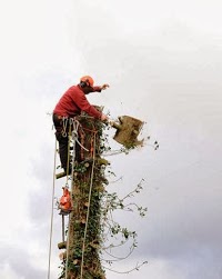 Carefully Cut Tree Services 1108667 Image 0