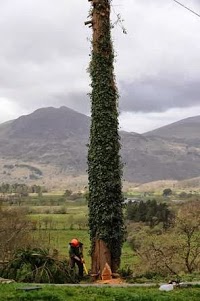 Carefully Cut Tree Services 1108667 Image 2