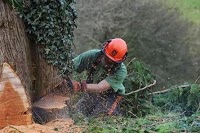Carefully Cut Tree Services 1108667 Image 3