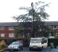 Cheltenham Town Tree and Landscaping 1122243 Image 1