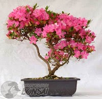 Cherry Blossom Bonsai 1130388 Image 3