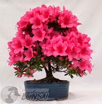 Cherry Blossom Bonsai 1130388 Image 5
