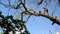 Chris Notman Tree Surgery in Chipping Norton, Oxfordshire OX7 6QL